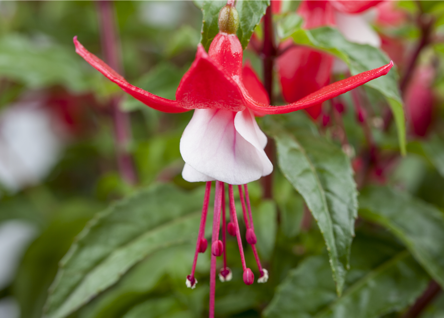 Fuchsia Hybriden 