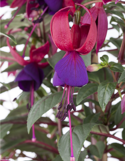 Fuchsia Hybriden 