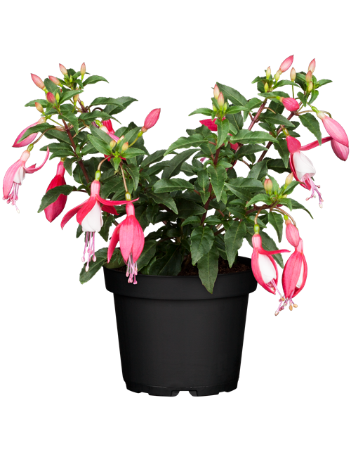 Fuchsia Hybriden 