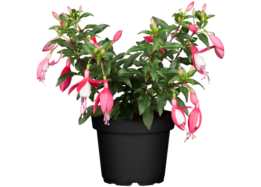 Fuchsia Hybriden 