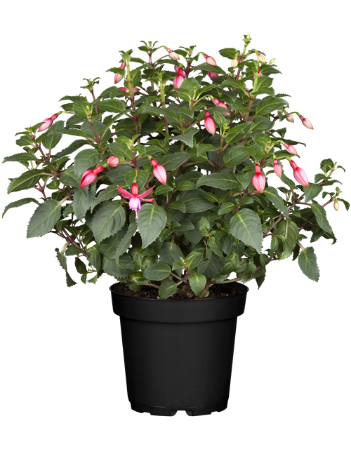 Fuchsia Hybriden 