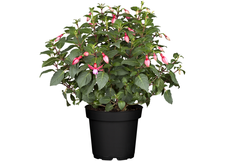 Fuchsia Hybriden 