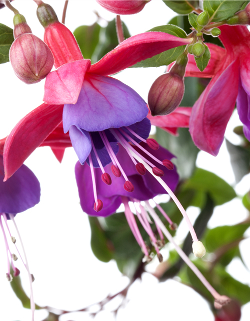 Fuchsia Hybriden 