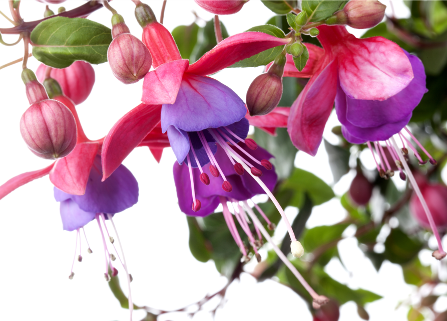 Fuchsia Hybriden 