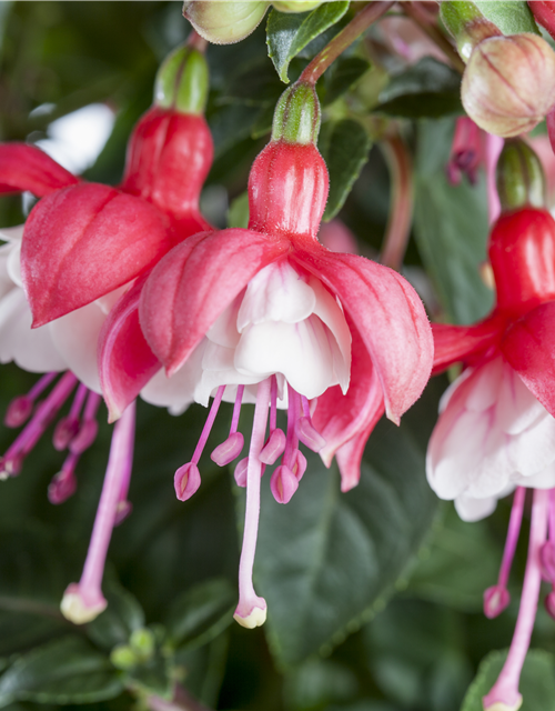 Fuchsia Hybriden 