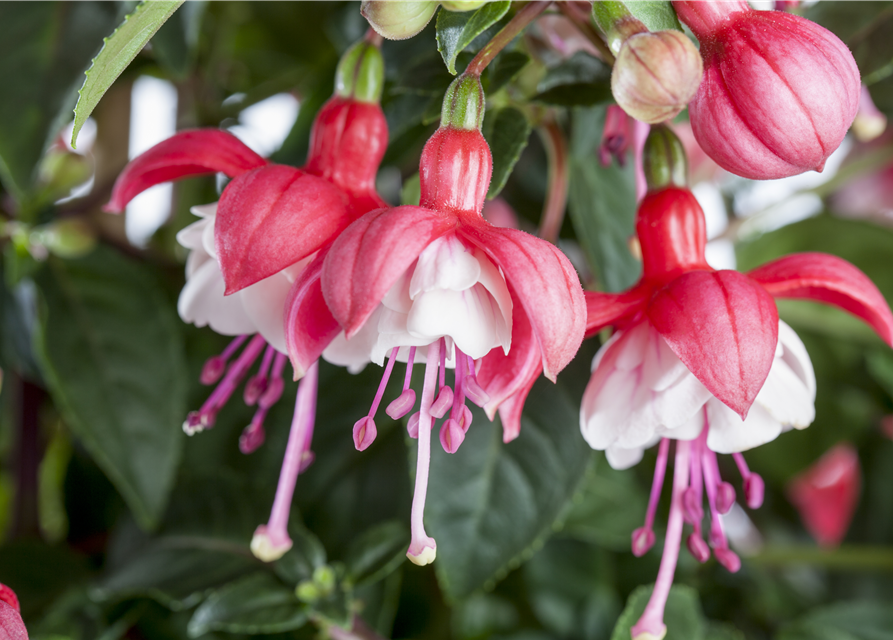 Fuchsia Hybriden 