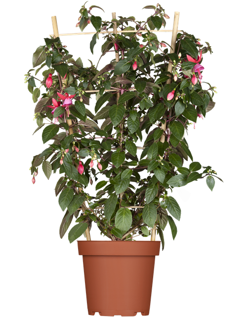 Fuchsia Hybriden 