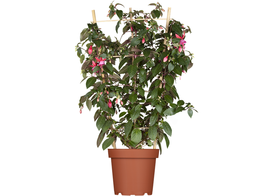 Fuchsia Hybriden 