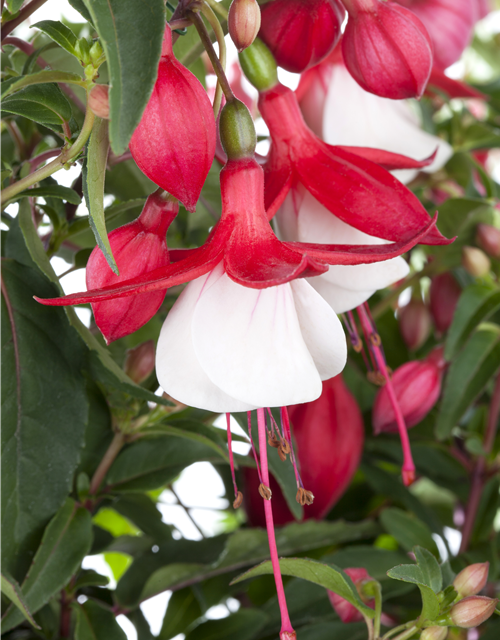 Fuchsia Hybriden 