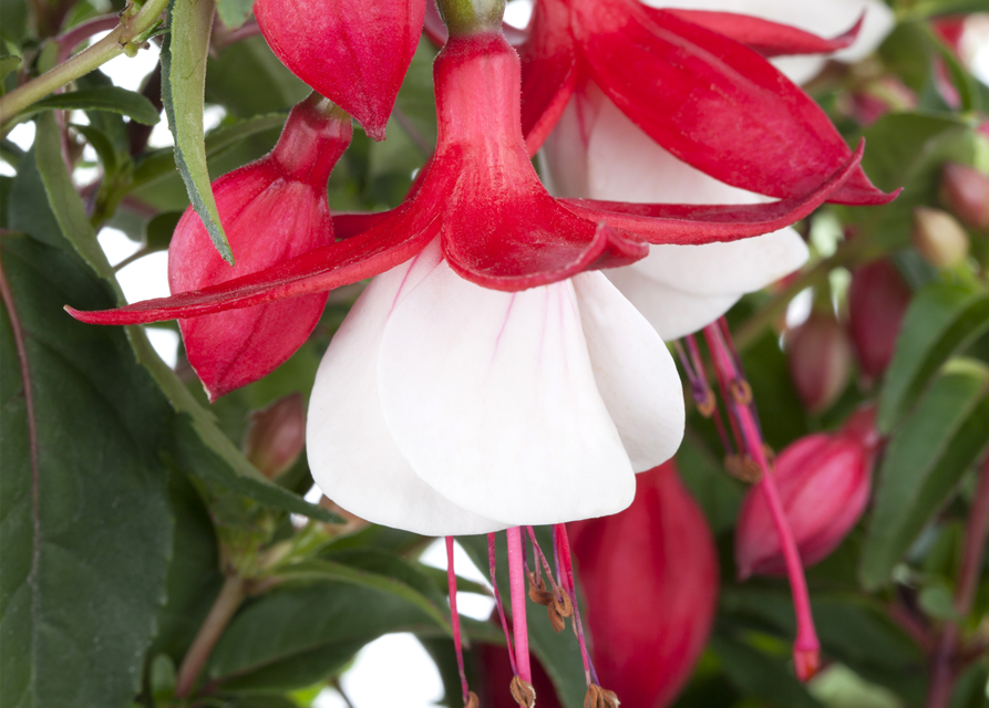 Fuchsia Hybriden 