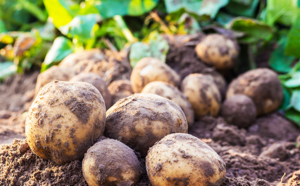 KARTOFFELN - DEN KLASSIKER SELBST ANBAUEN