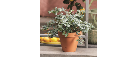 MEDITERRANER FLAIR! 
