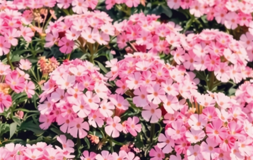 Pflanze des Jahres-26.jpg