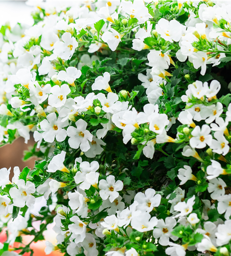 Bacopa (Sutera) cordata