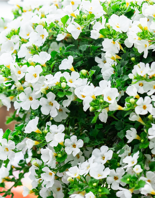 Bacopa (Sutera) cordata