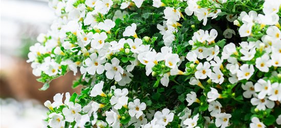 Bacopa (Sutera) cordata