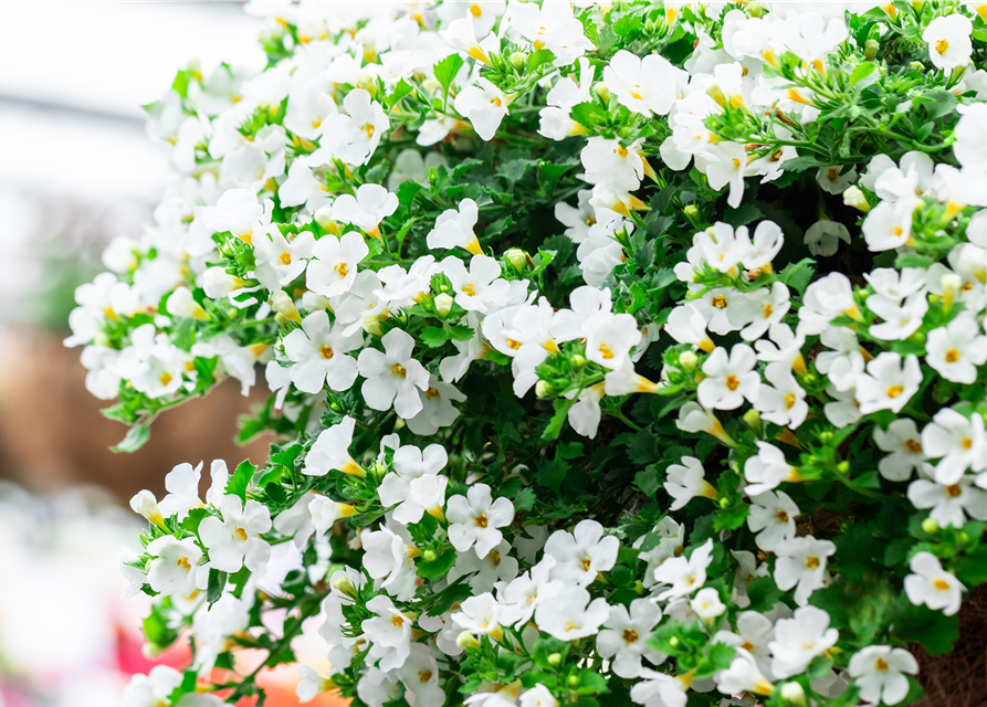 Bacopa (Sutera) cordata
