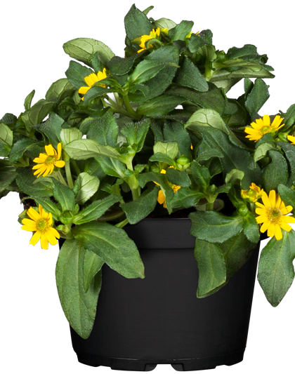 Sanvitalia procumbens