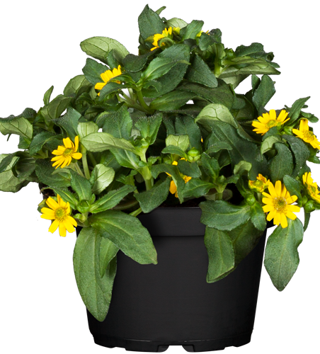 Sanvitalia procumbens