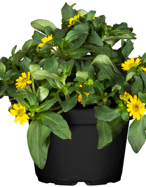 Sanvitalia procumbens