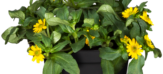 Sanvitalia procumbens