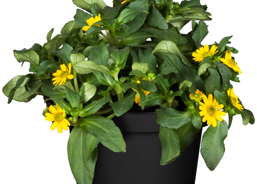 Sanvitalia procumbens