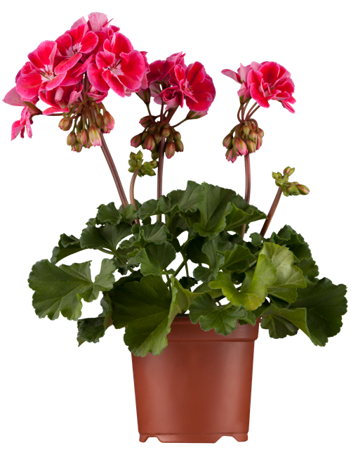 Pelargonium zonale hyrbiden