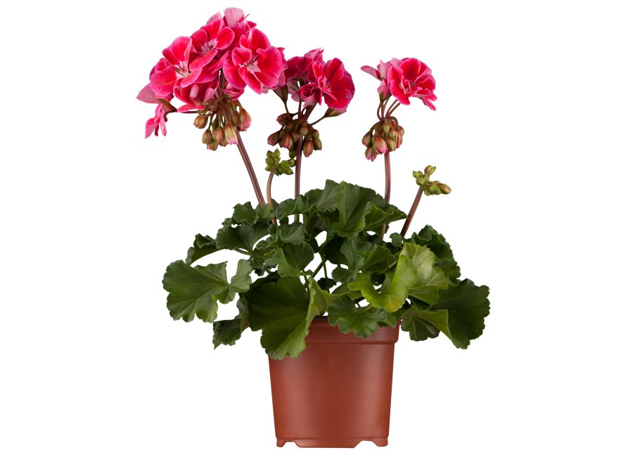 Pelargonium zonale hyrbiden