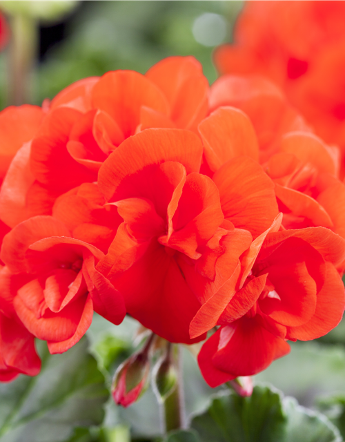 Pelargonium zonale hyrbiden