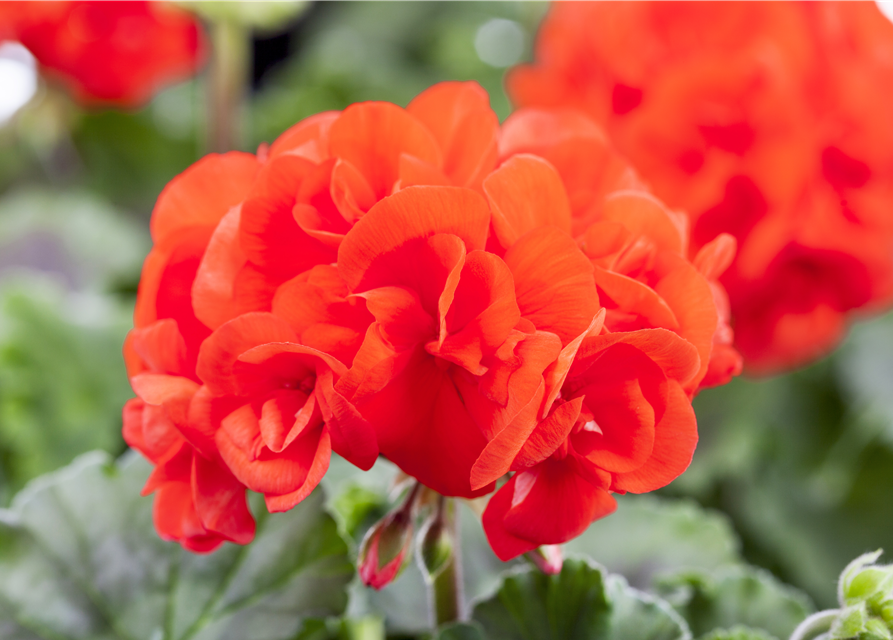 Pelargonium zonale hyrbiden