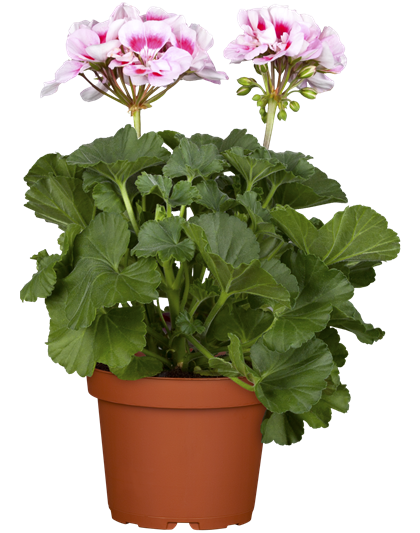 Pelargonium zonale hyrbiden