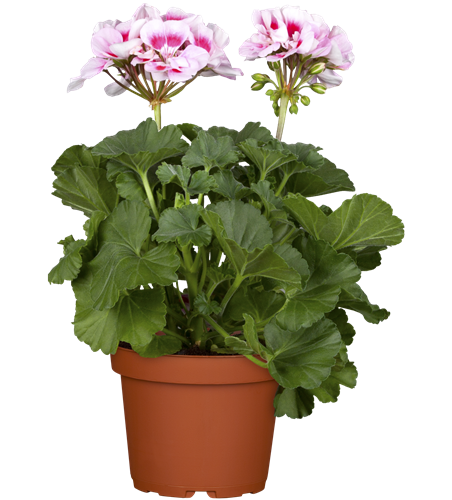 Pelargonium zonale hyrbiden