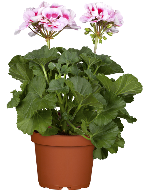 Pelargonium zonale hyrbiden