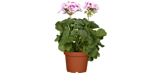 Pelargonium zonale hyrbiden