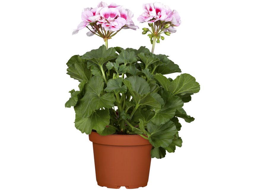 Pelargonium zonale hyrbiden
