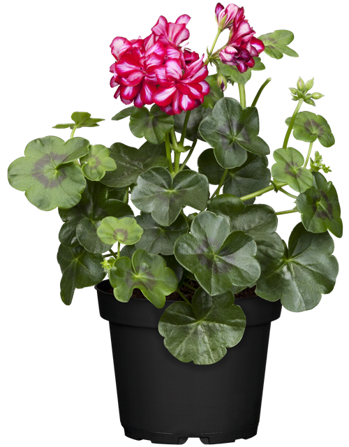 Pelargonium peltatum
