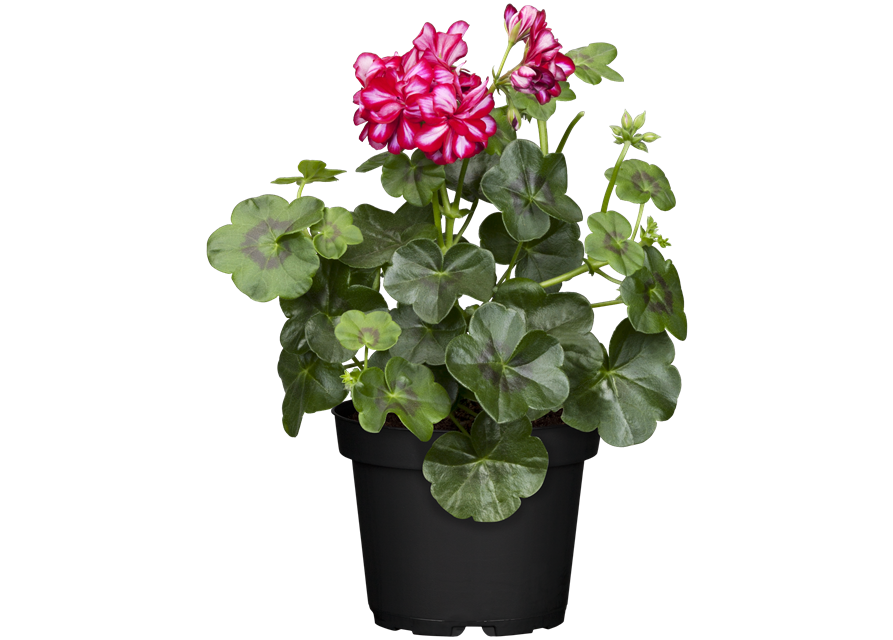 Pelargonium peltatum