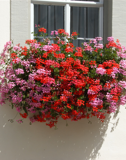 Pelargonium peltatum