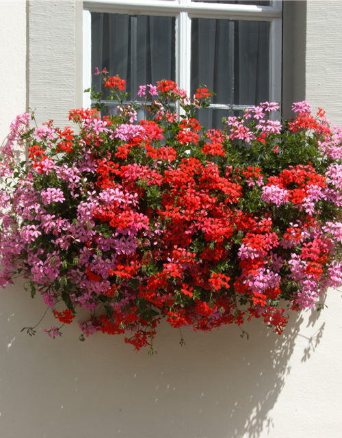 Pelargonium peltatum