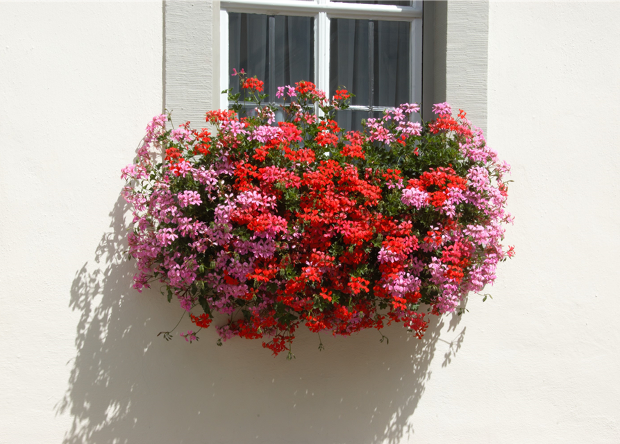Pelargonium peltatum