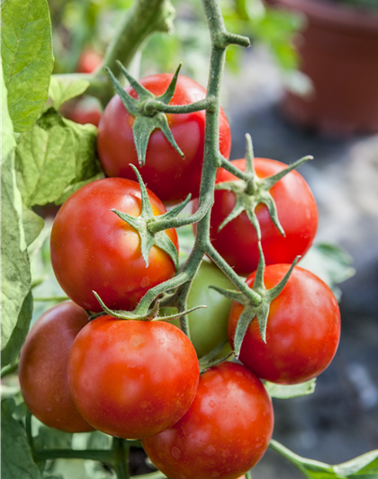 Veredelte Tomate