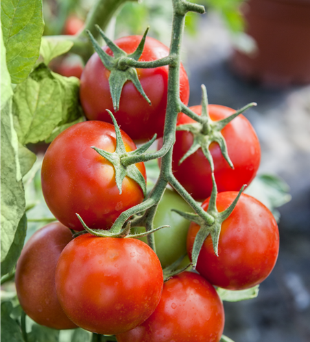 Veredelte Tomate