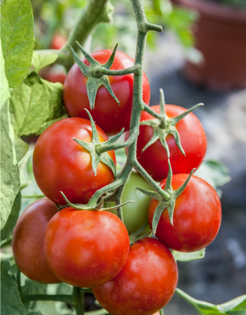 Veredelte Tomate