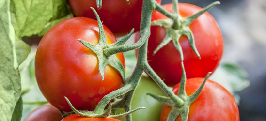 Veredelte Tomate