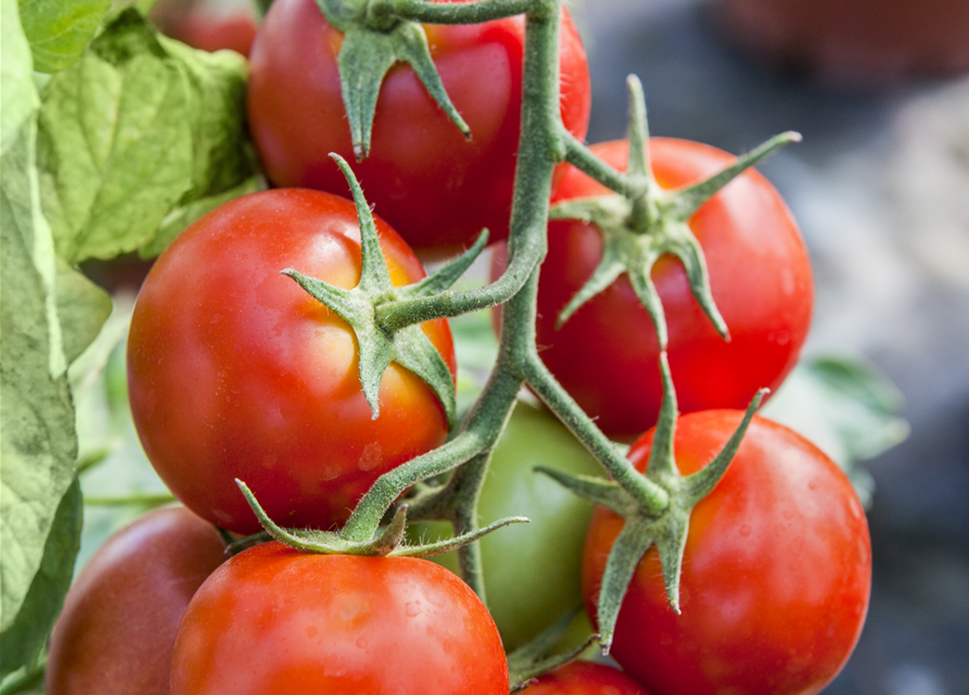 Veredelte Tomate