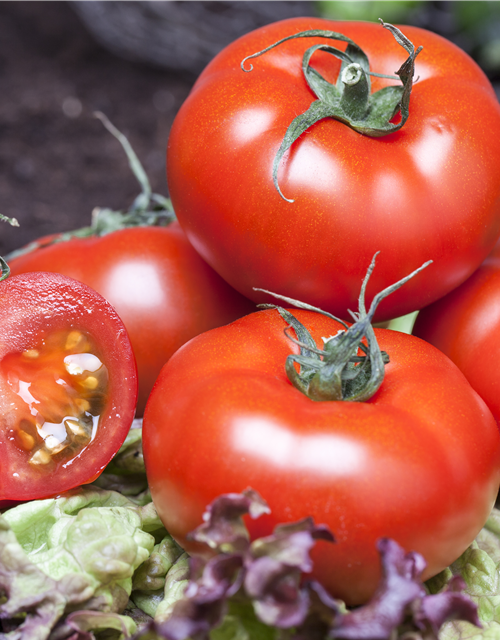 Veredelte Tomate