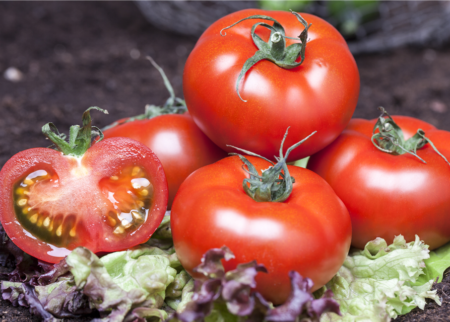 Veredelte Tomate