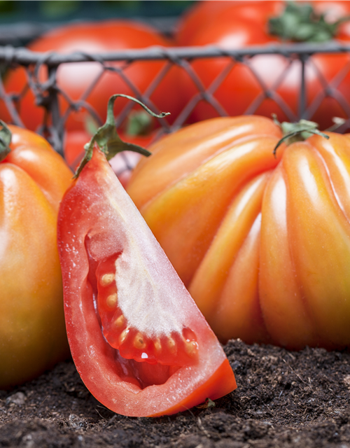 Veredelte Tomate