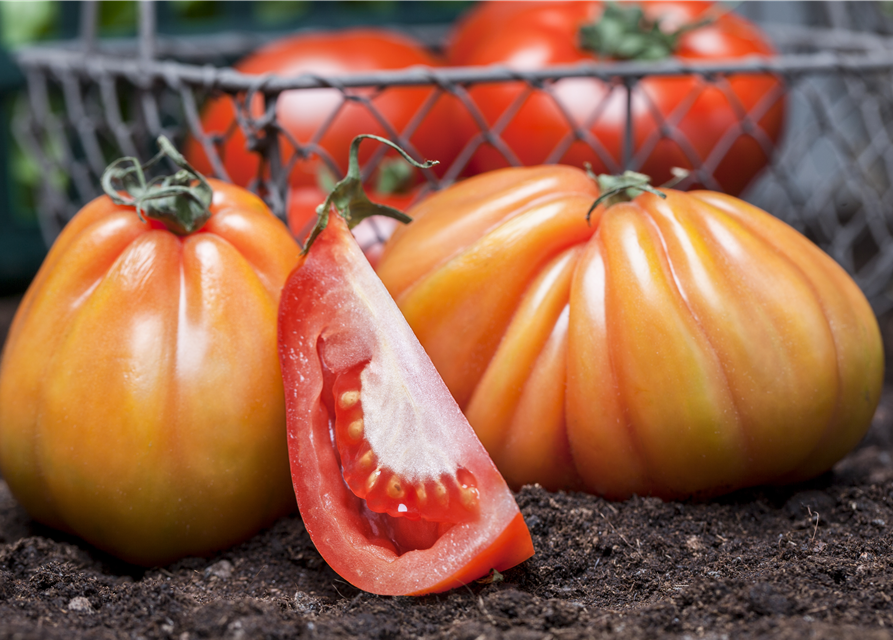 Veredelte Tomate