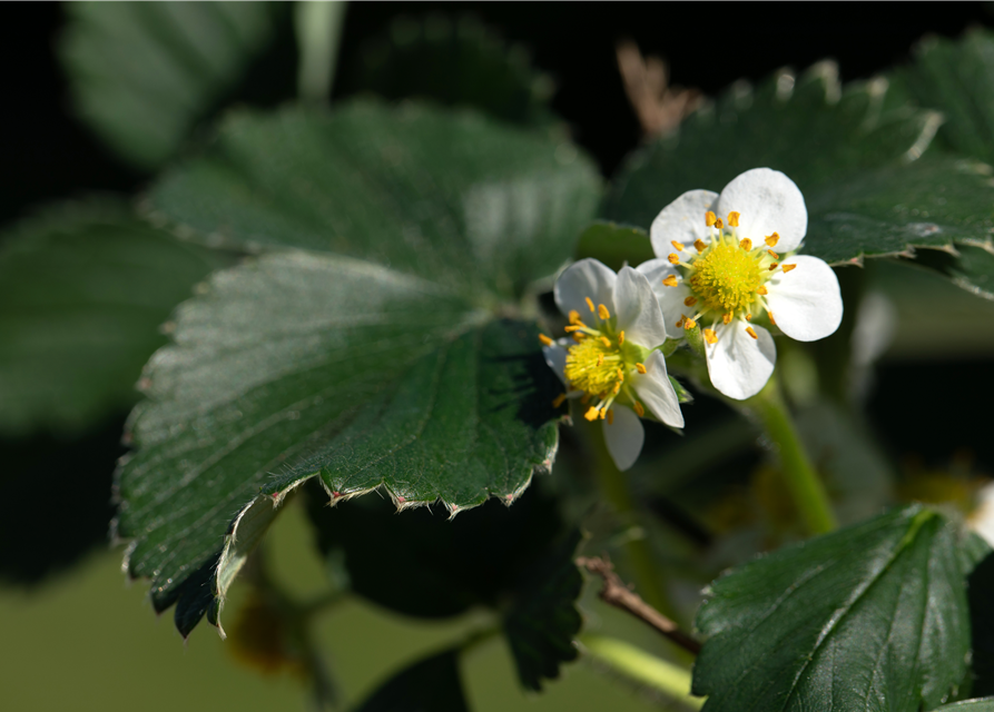 Erdbeere Immertragend 